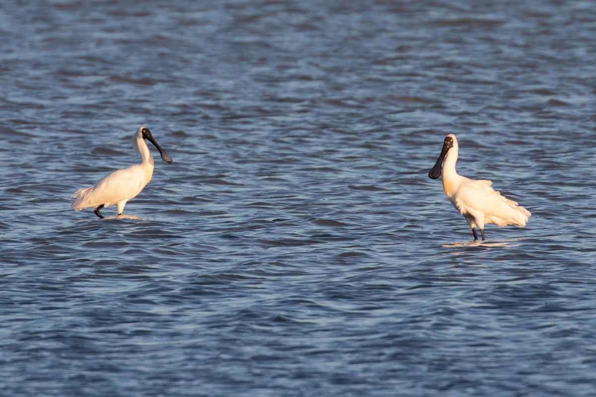 Kara Yüzlü Kaşıkçı - ML645641375