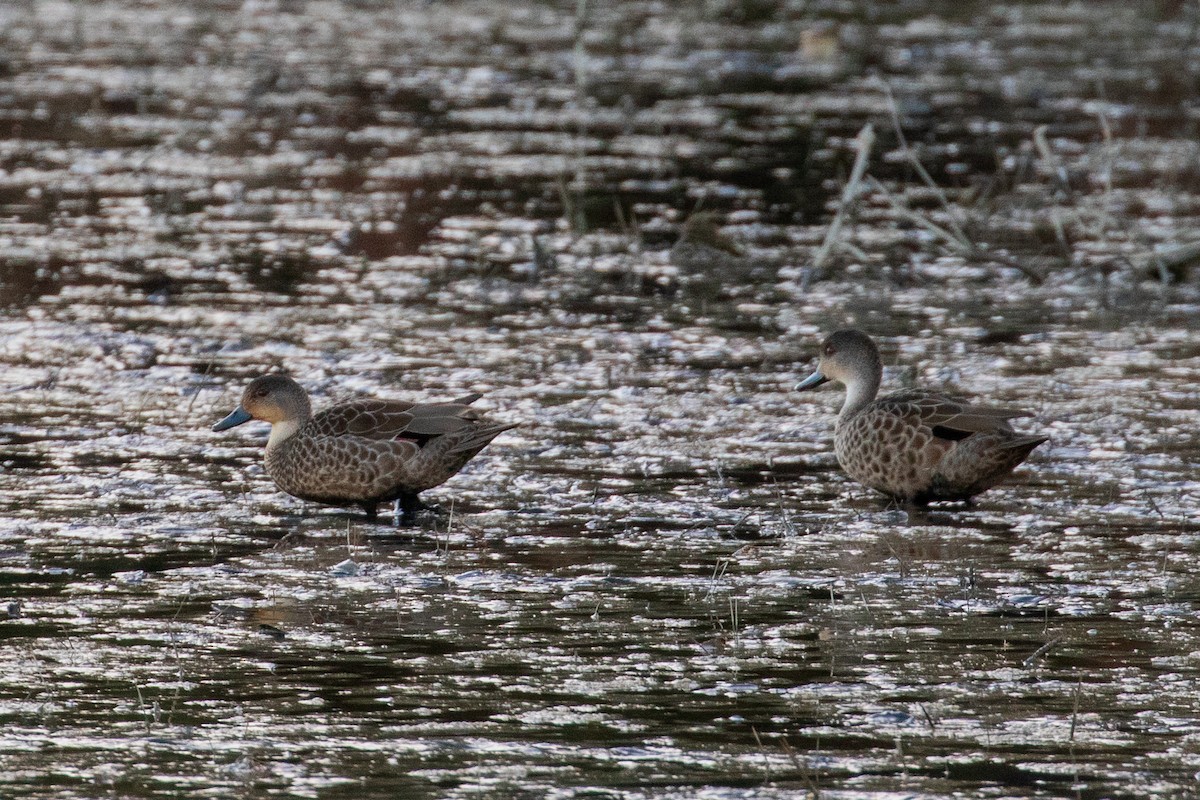 Avustralya Gri Çamurcunu - ML645641376