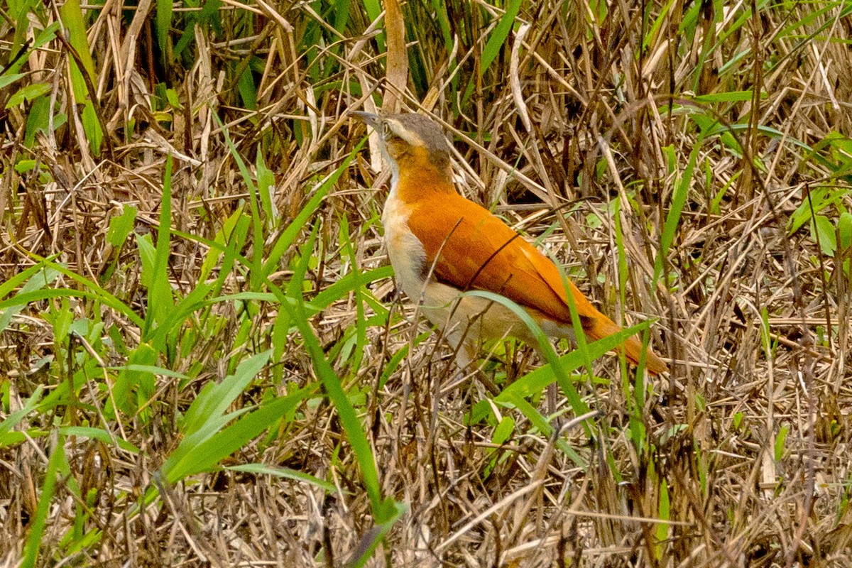 Pasifik Çömlekçikuşu - ML645641378