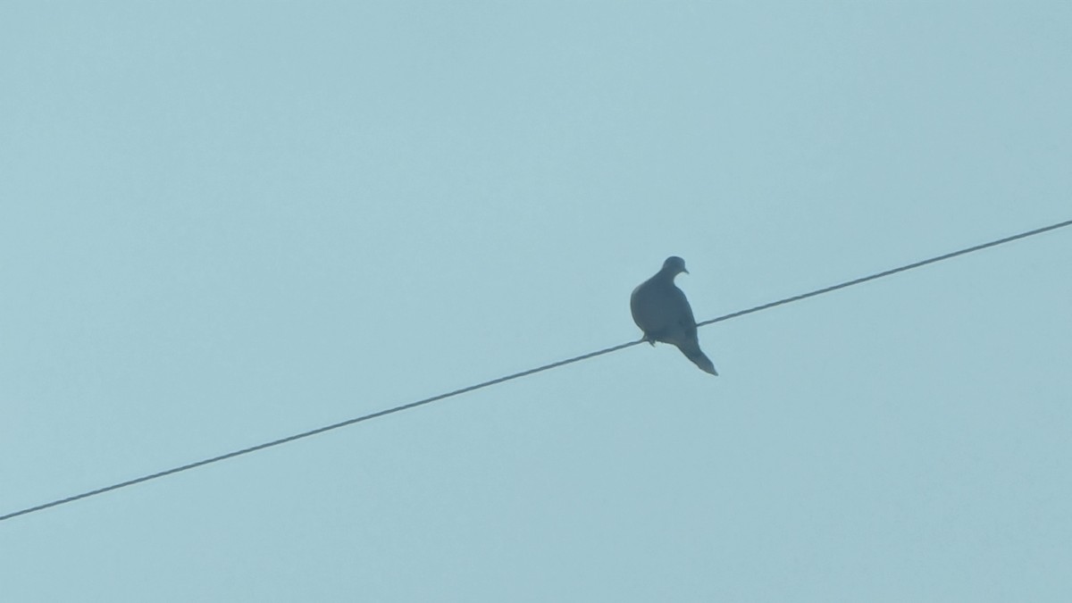 Küpeli Üveyik - ML645641380