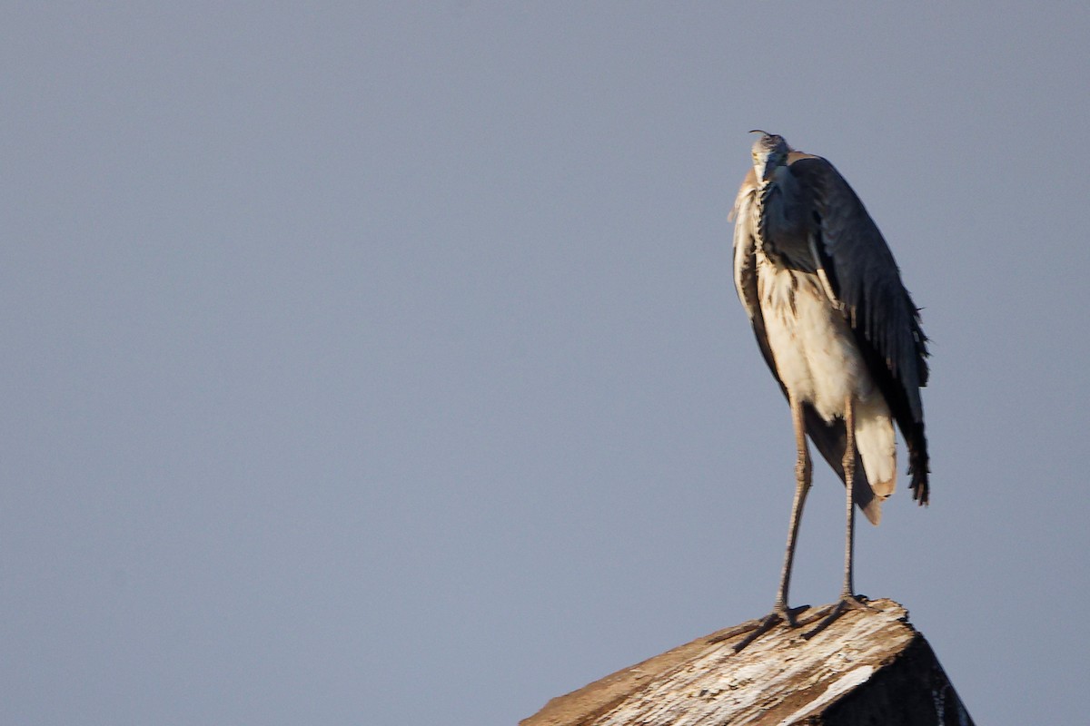 Gri Balıkçıl - ML645641382