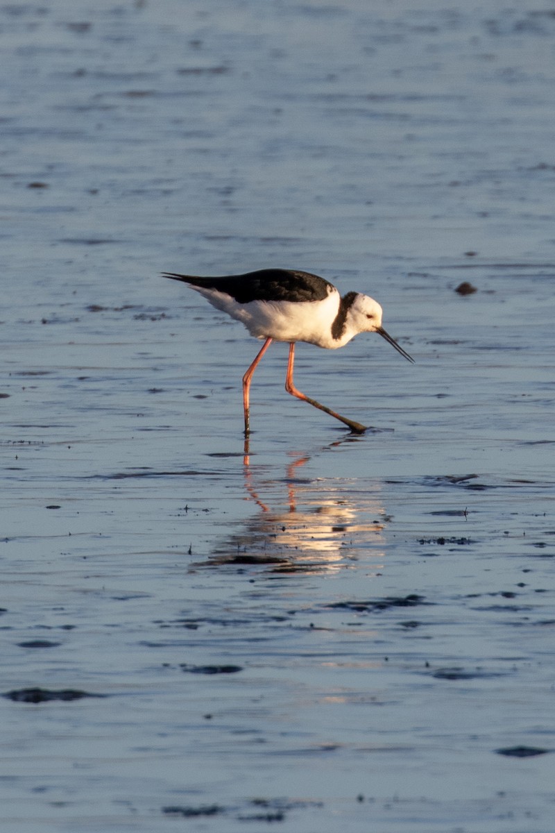 Ak Başlı Uzunbacak - ML645641384