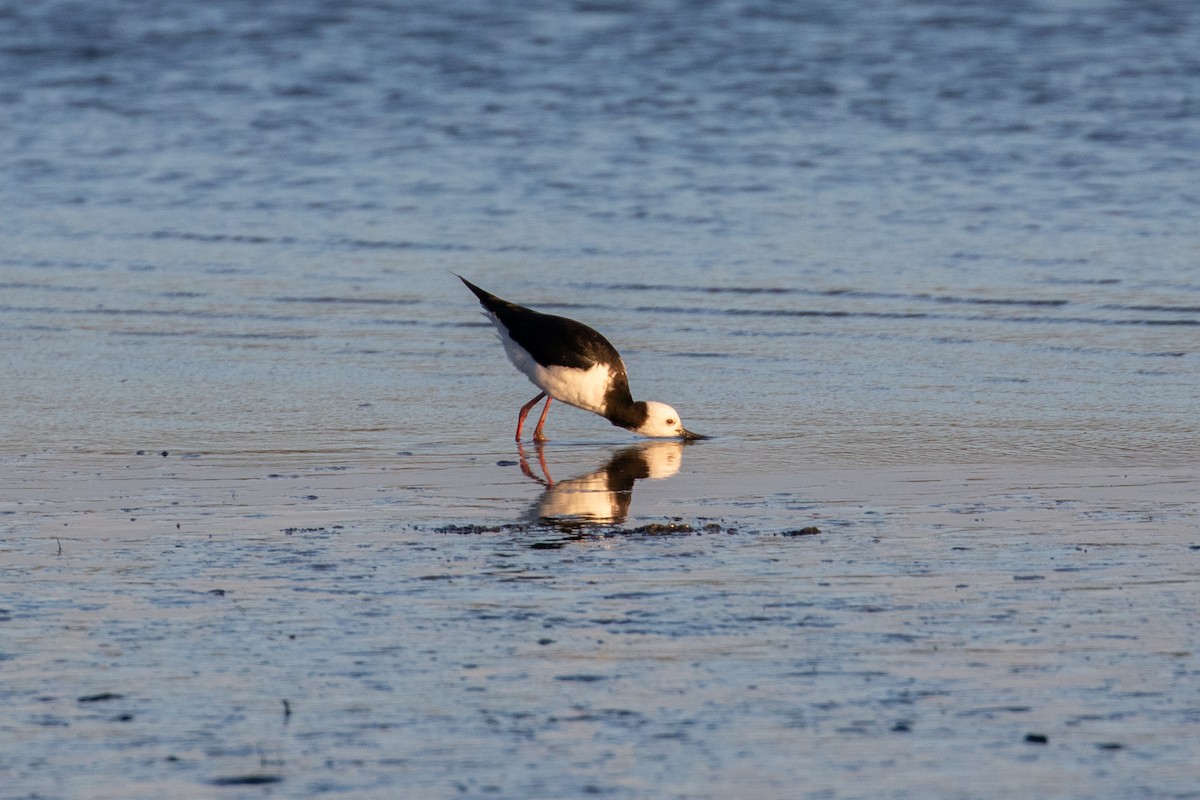 Ak Başlı Uzunbacak - ML645641385