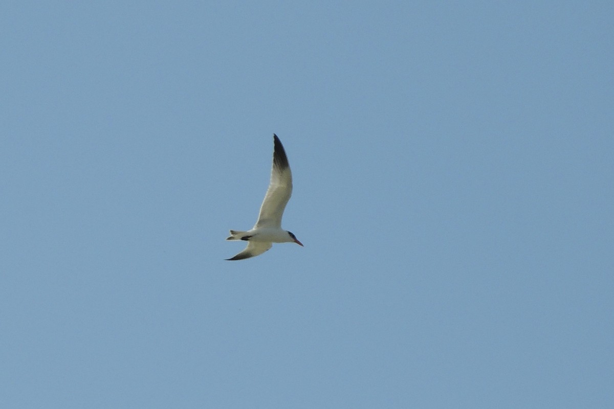 Hazar Sumrusu - ML645641386