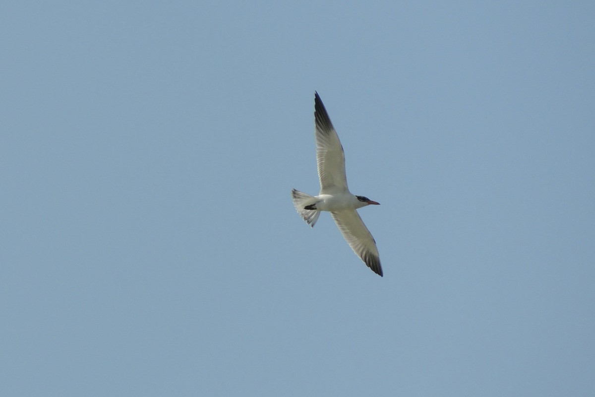 Hazar Sumrusu - ML645641388