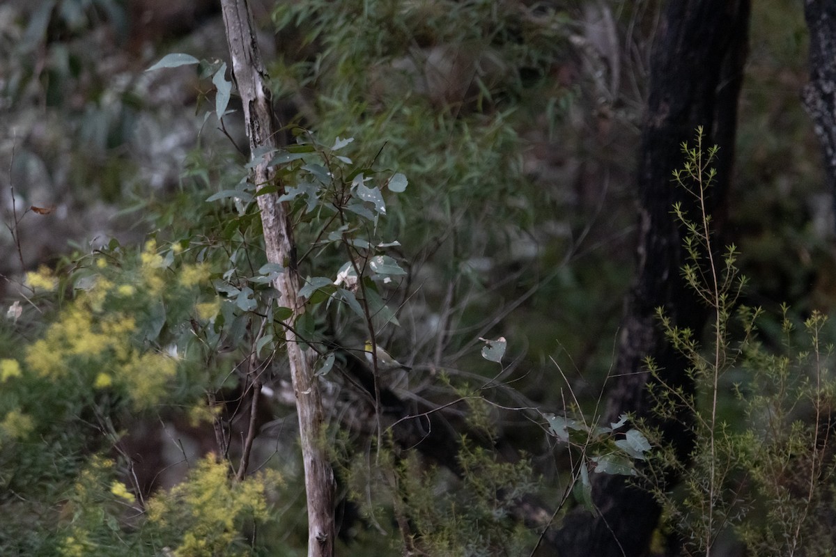 Gri Sırtlı Gözlükçü - ML645641389