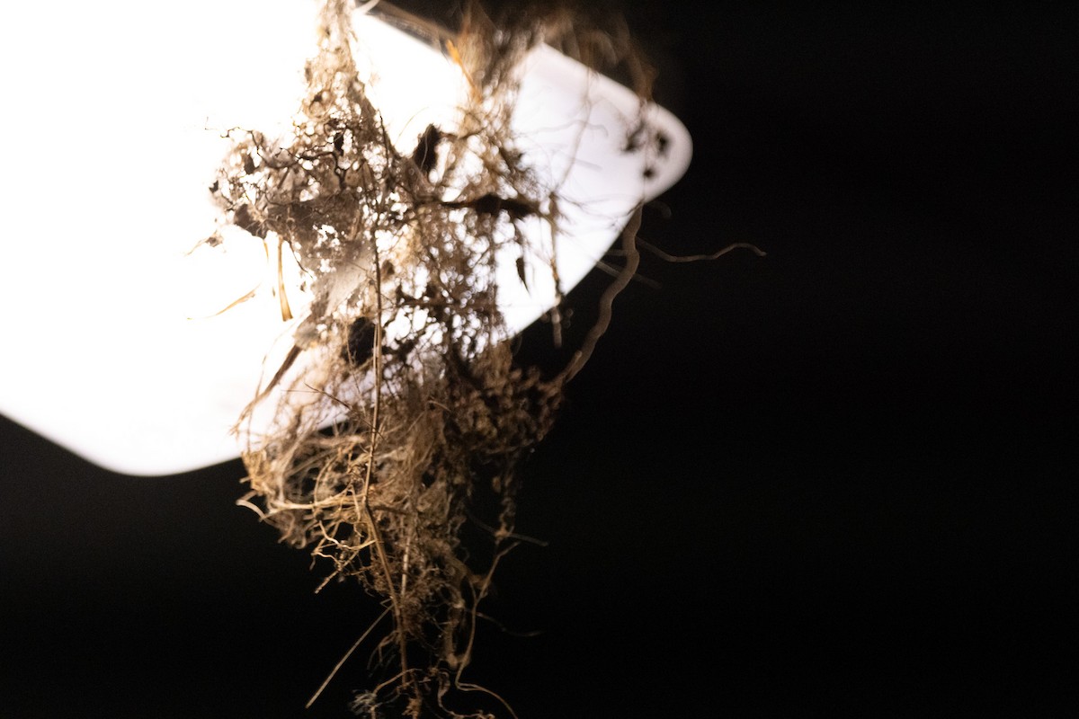 Rockwarbler - ML645641392