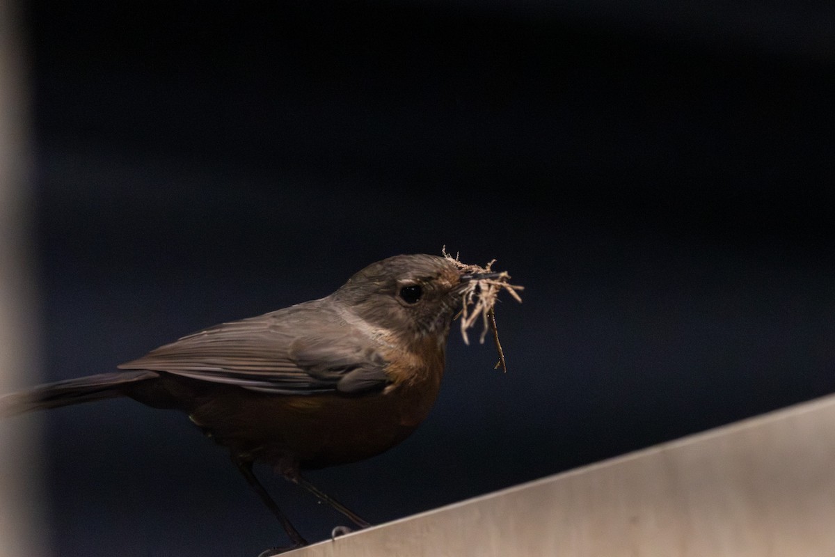 Rockwarbler - ML645641393