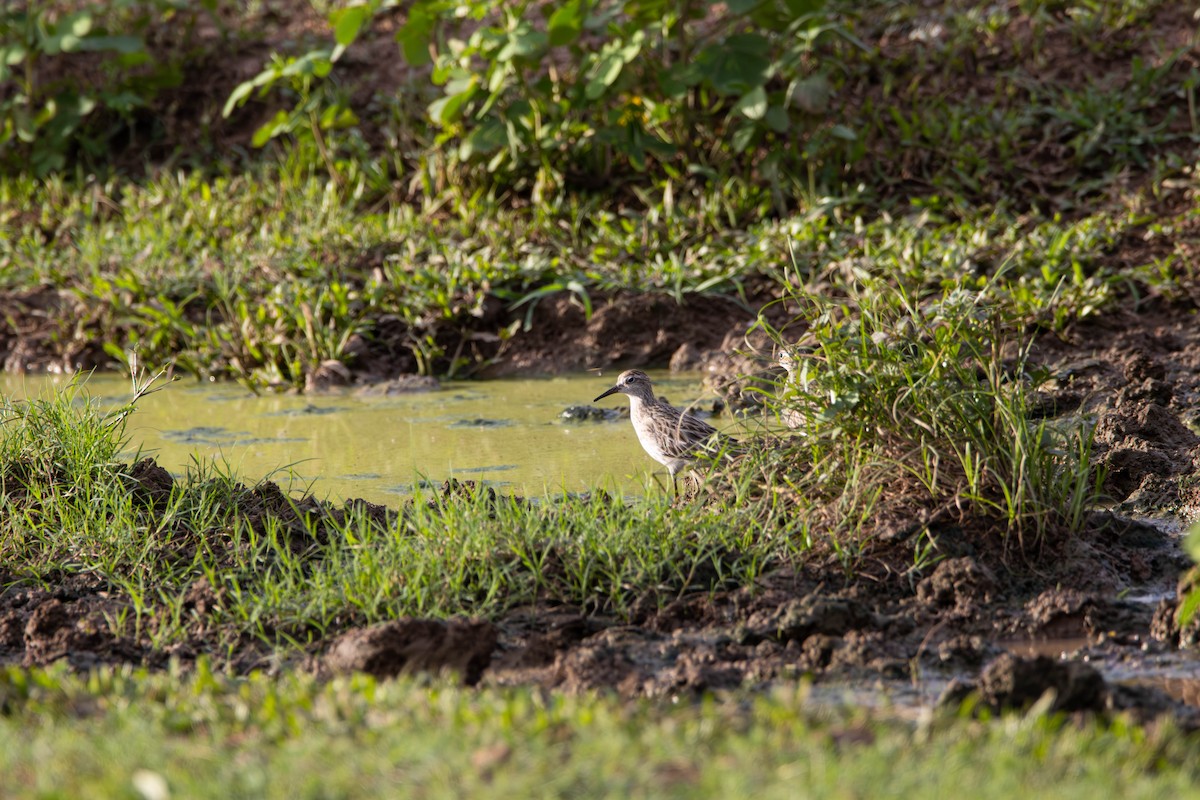 Kıl Kuyruklu Kumkuşu - ML645641395
