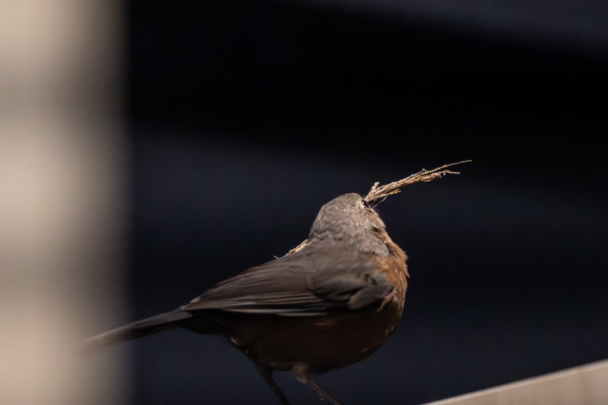 Rockwarbler - ML645641396