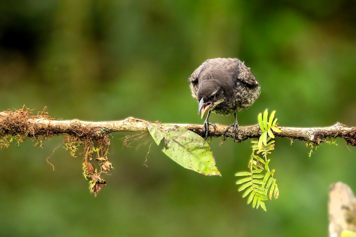 Parlak İnekkuşu - ML645641397