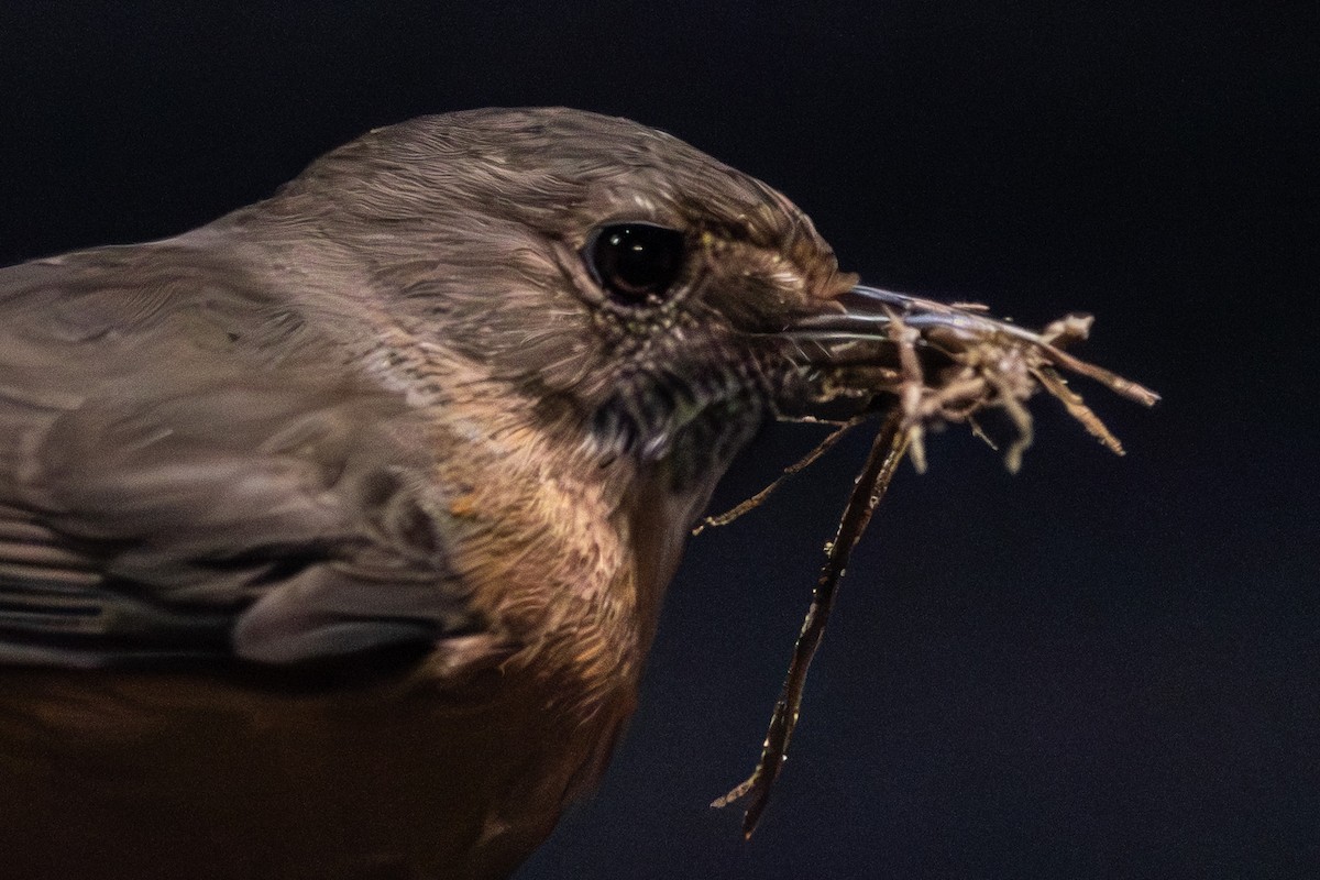 Rockwarbler - ML645641399