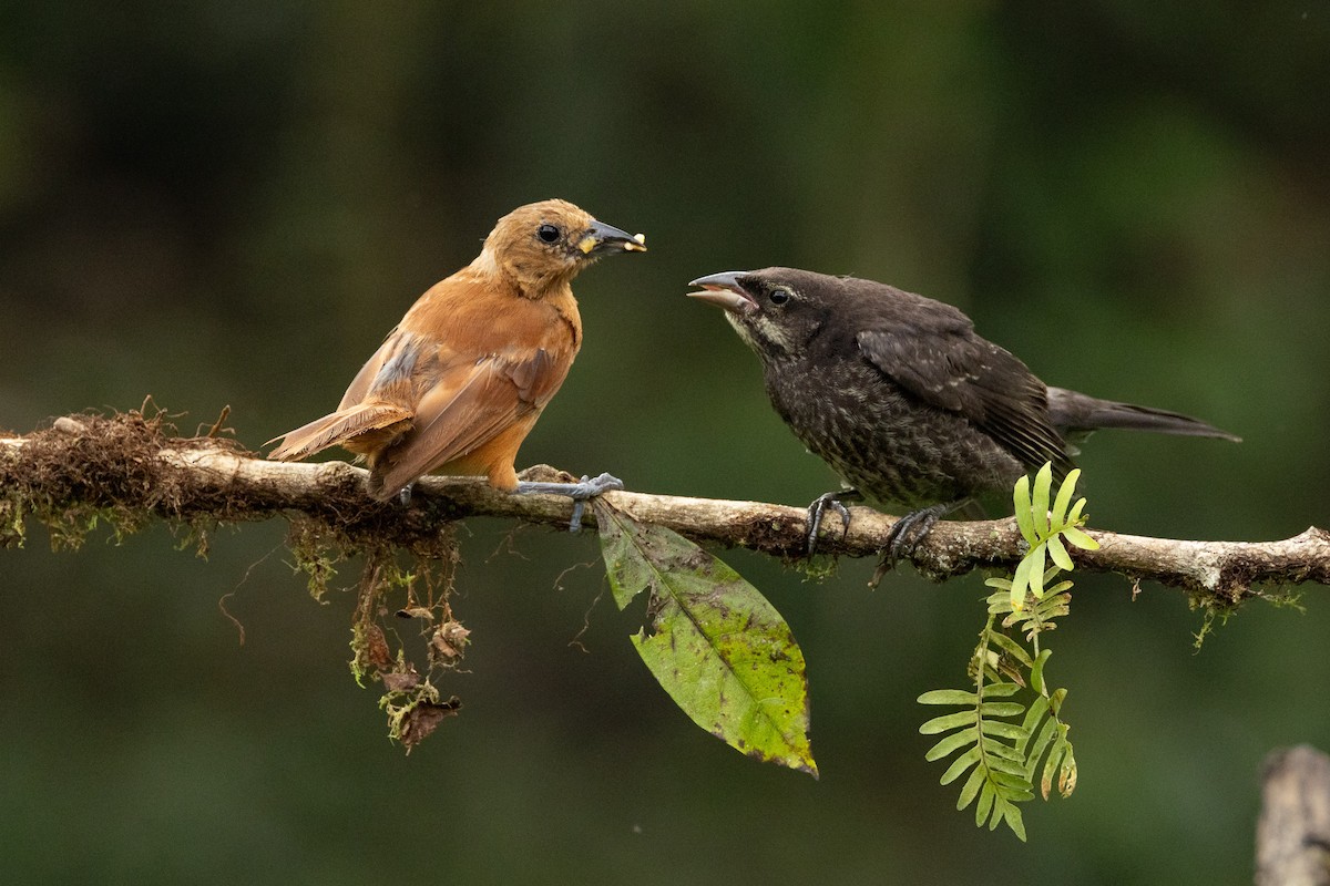 Parlak İnekkuşu - ML645641400