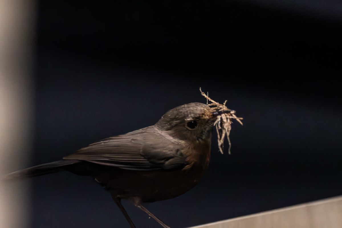 Rockwarbler - ML645641401