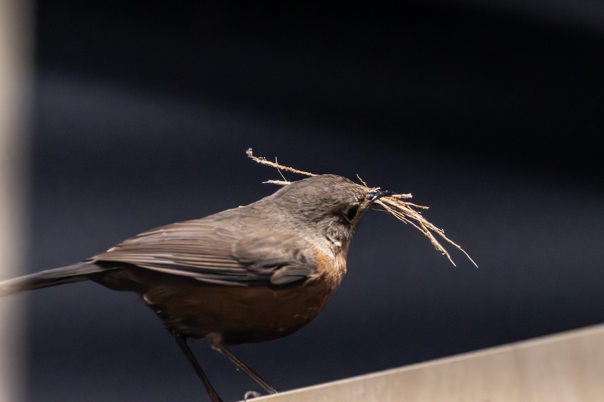 Rockwarbler - ML645641404