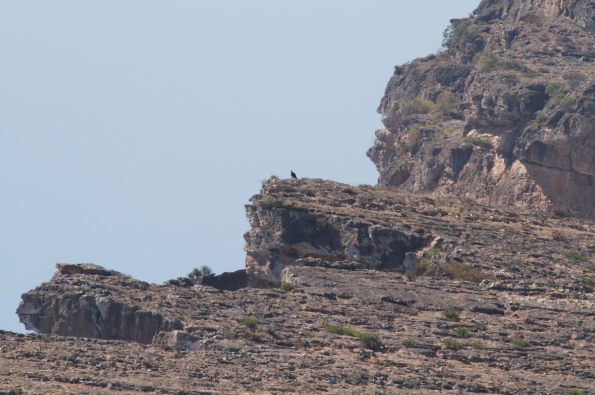 Ak Sırtlı Kartal - ML645641405