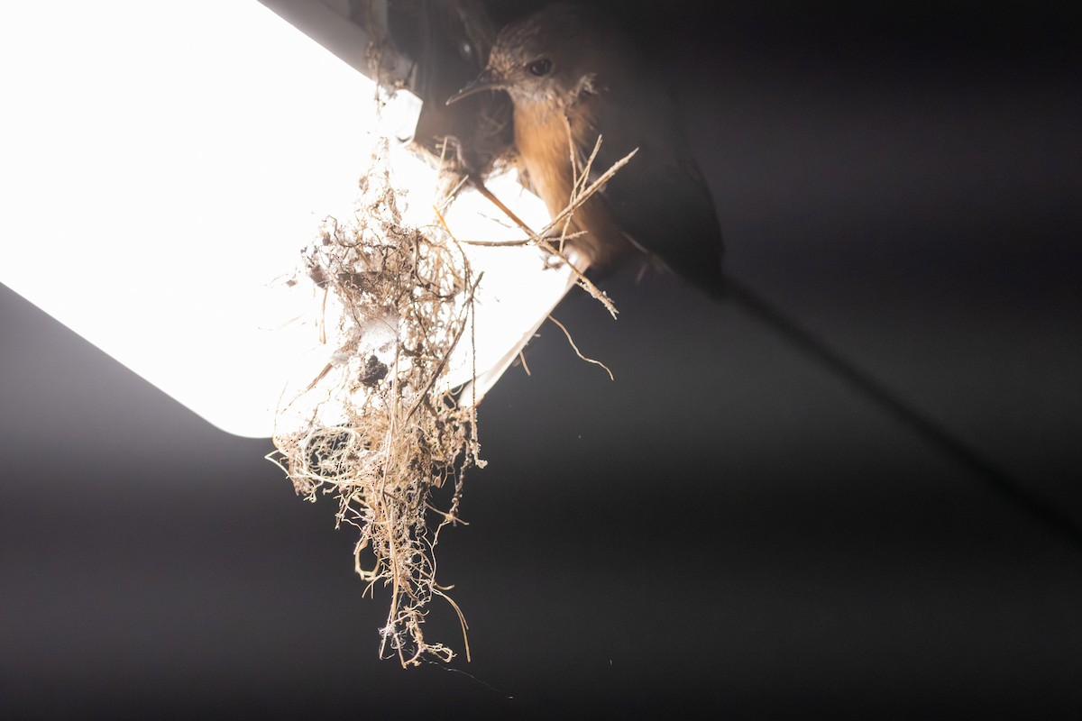 Rockwarbler - ML645641406