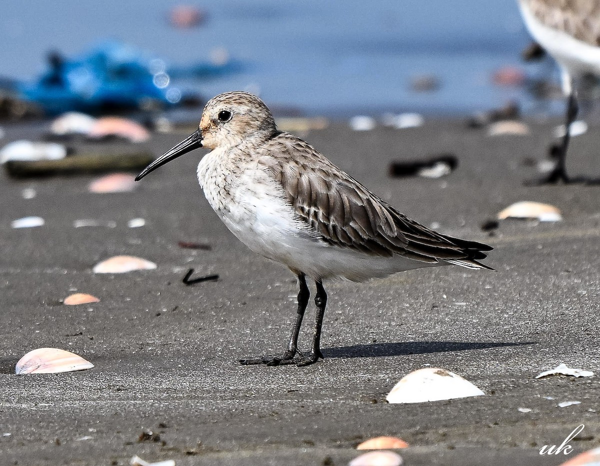 Curlew Sandpiper - ML645641407