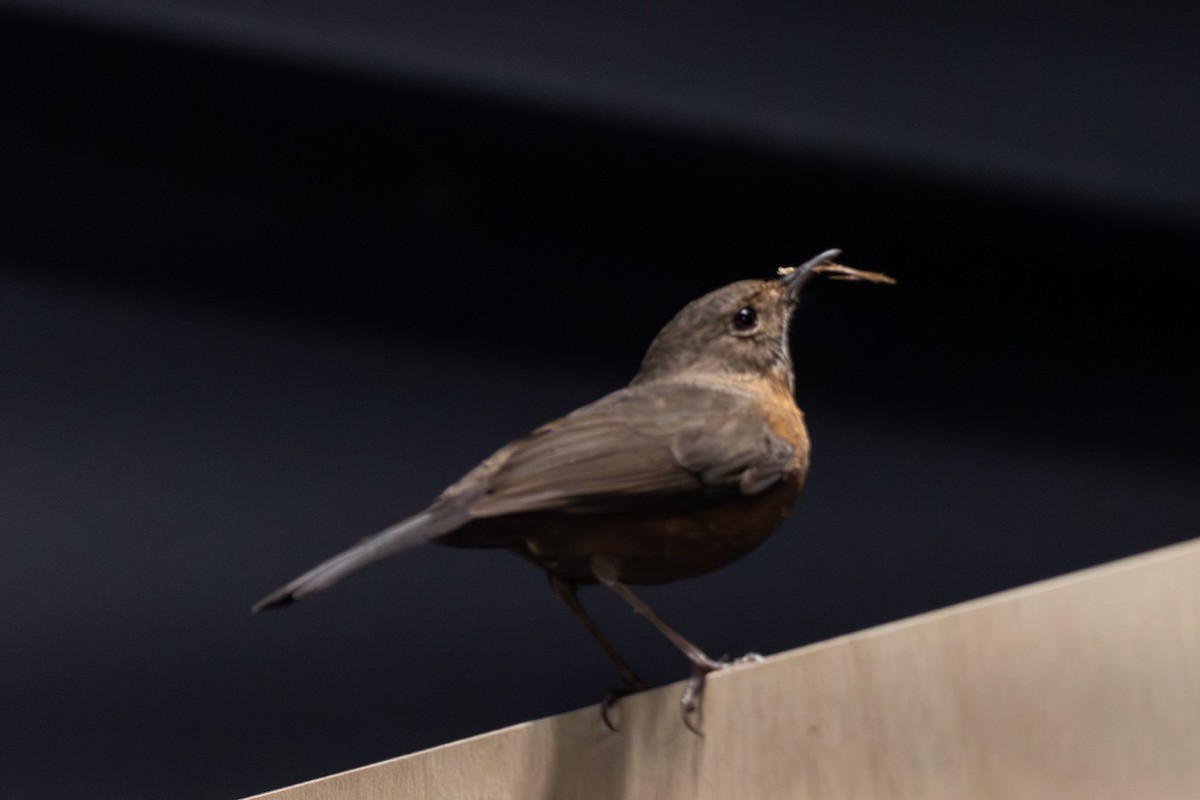 Rockwarbler - ML645641409