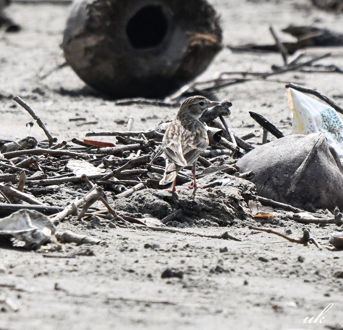 Mongolian Short-toed Lark - ML645641411