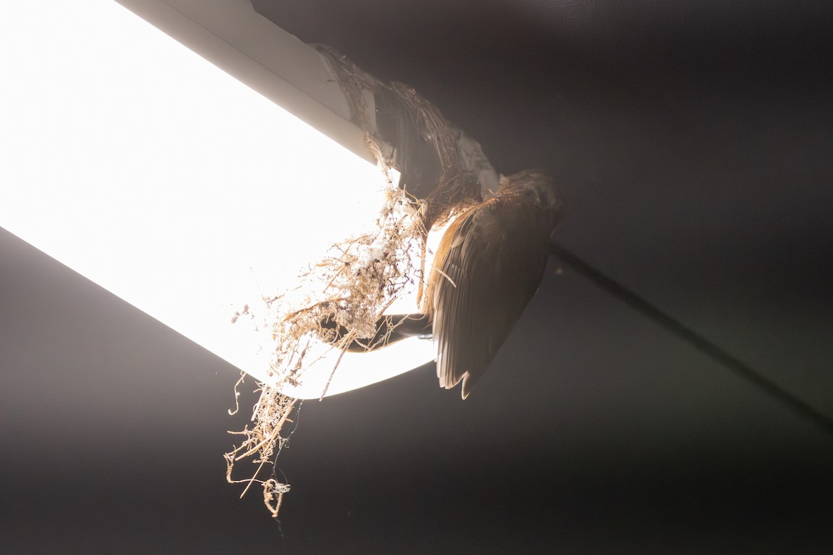 Rockwarbler - ML645641412