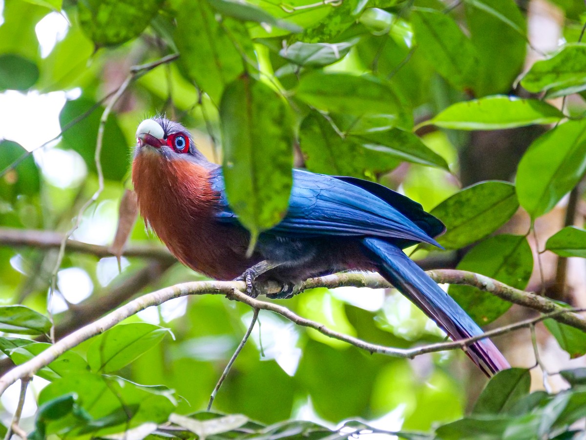 Chestnut-breasted Malkoha - ML645641414