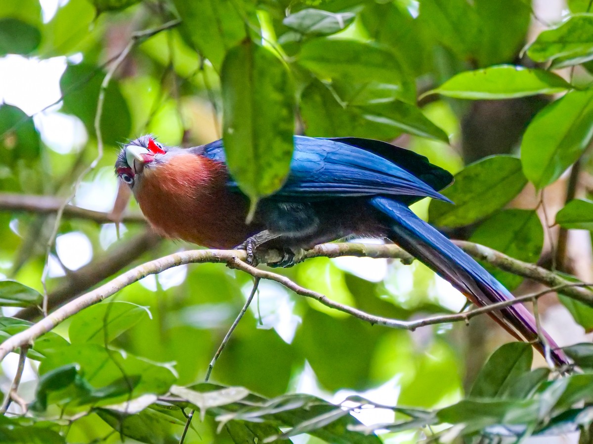 Chestnut-breasted Malkoha - ML645641415