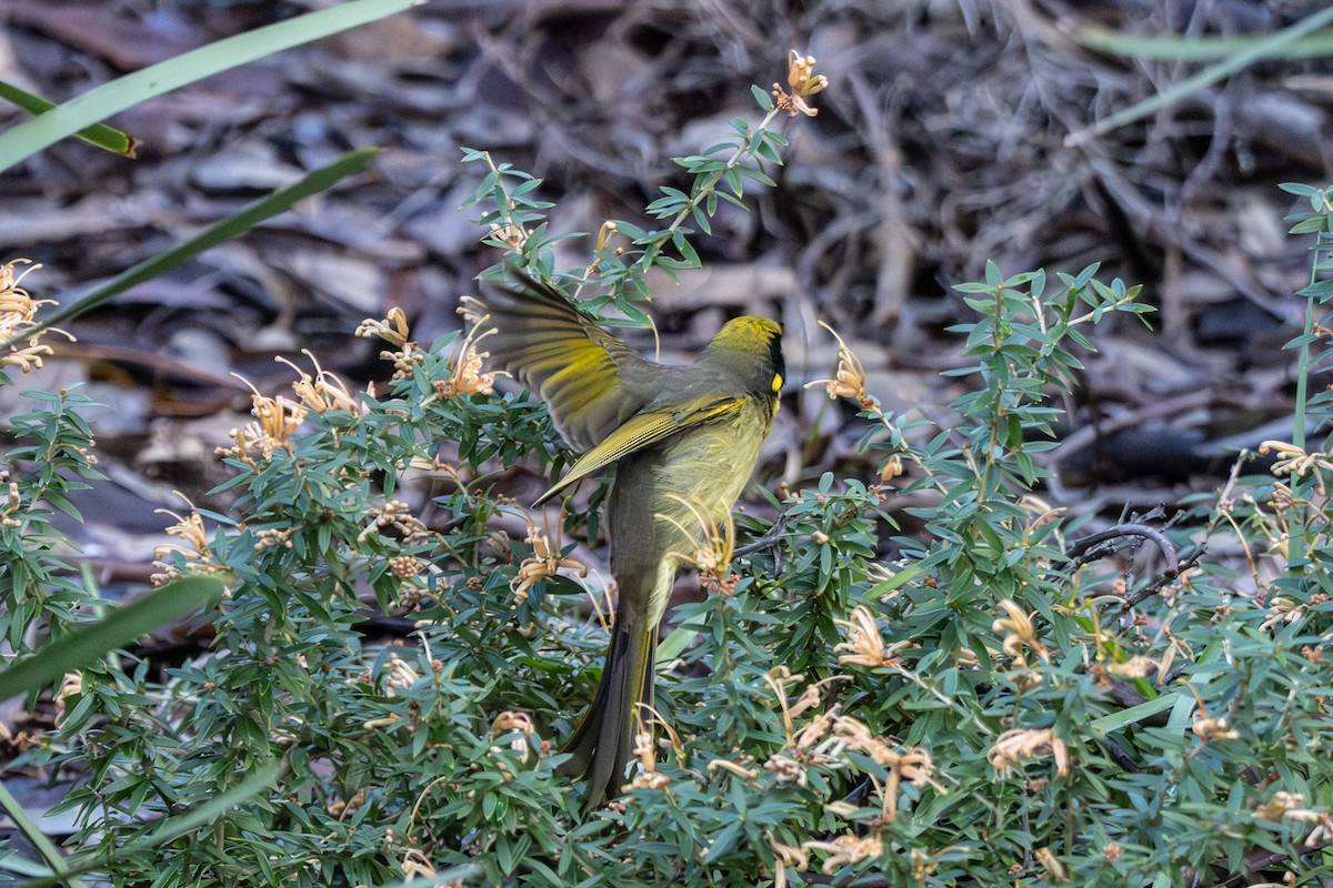 Yellow-tufted Honeyeater - ML645641416