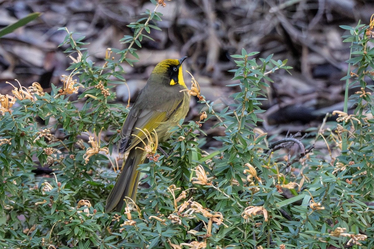Yellow-tufted Honeyeater - ML645641417