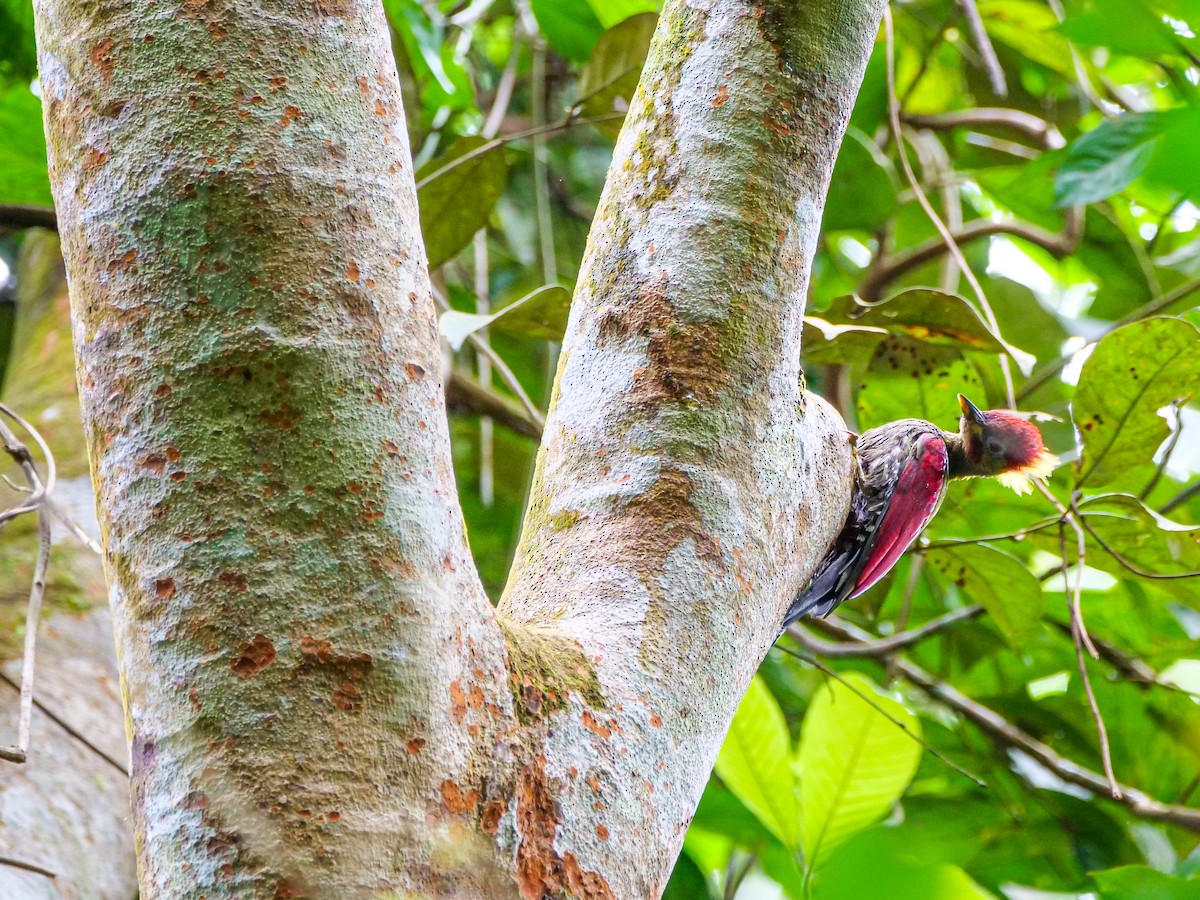 Crimson-winged Woodpecker - ML645641418