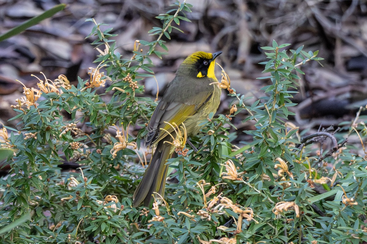 Yellow-tufted Honeyeater - ML645641424