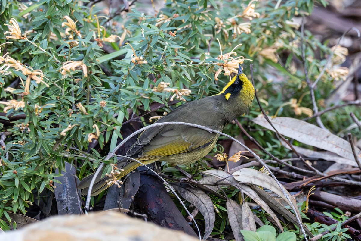Yellow-tufted Honeyeater - ML645641425