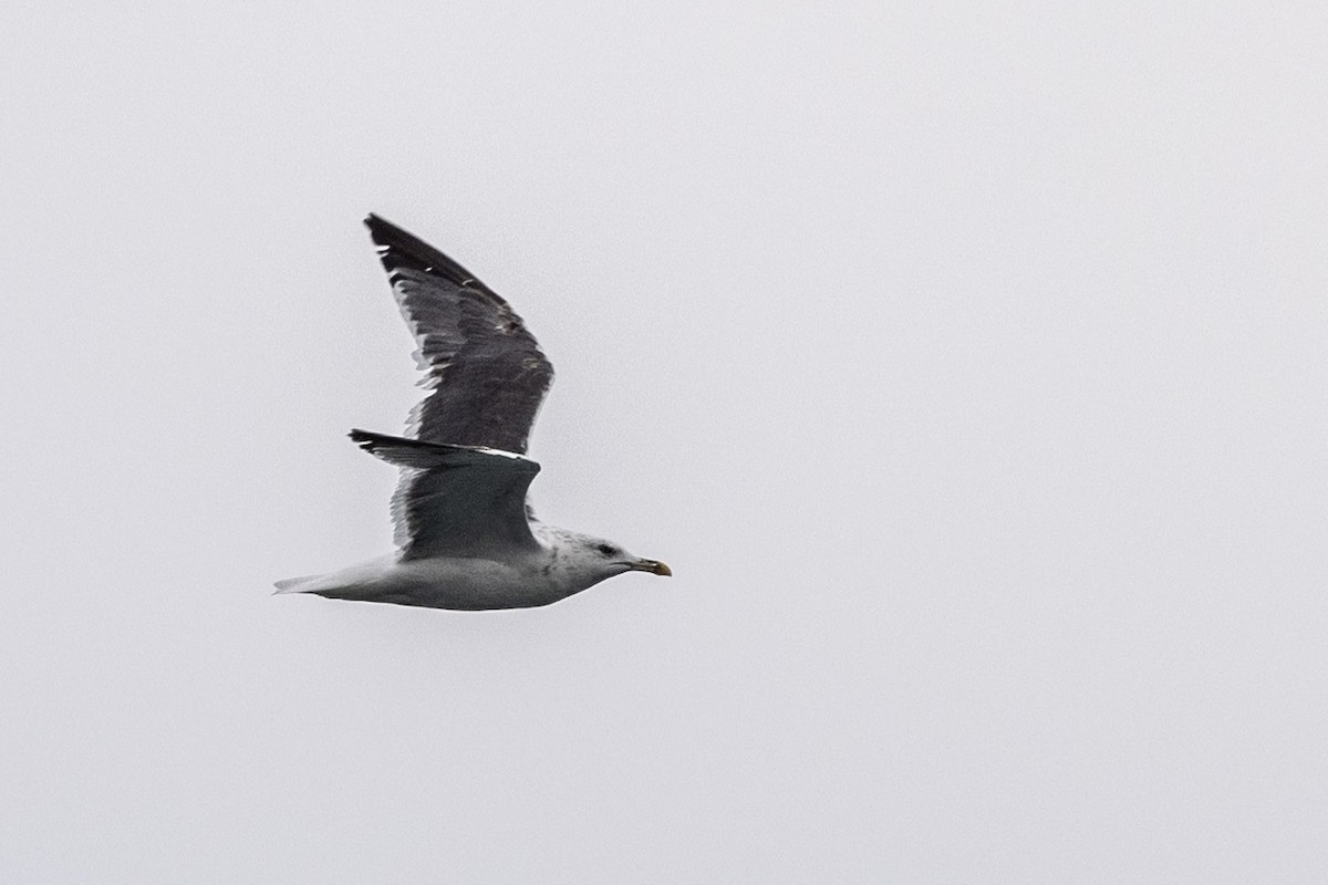 Kaio iluna (graellsii) - ML645641427