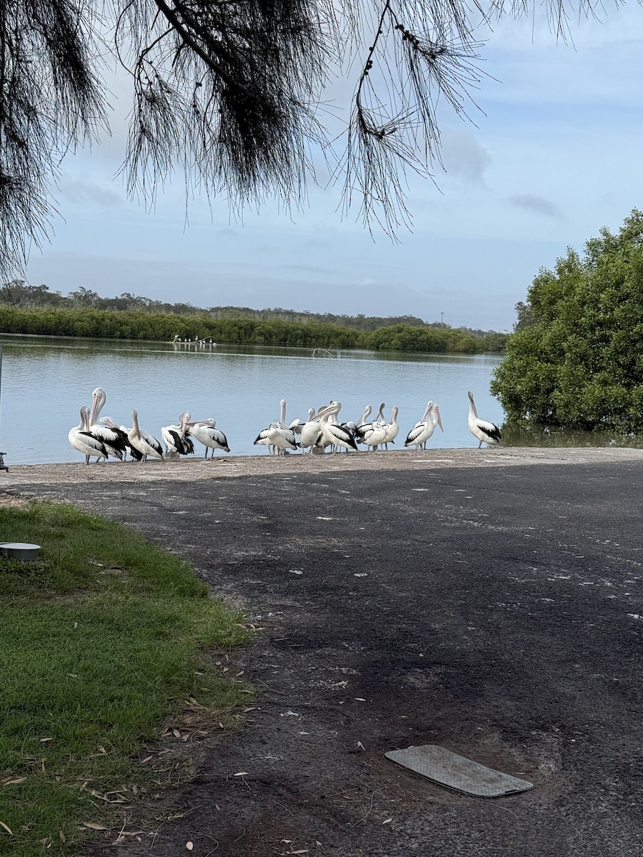 Australian Pelican - ML645641430