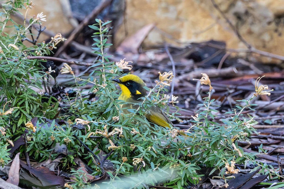 Yellow-tufted Honeyeater - ML645641431