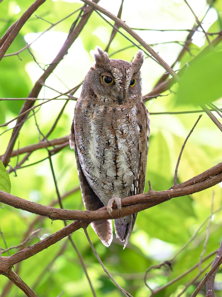 Oriental Scops-Owl - ML645641432