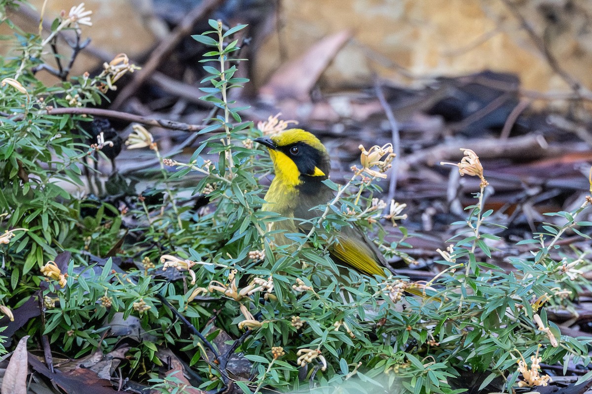 Yellow-tufted Honeyeater - ML645641433