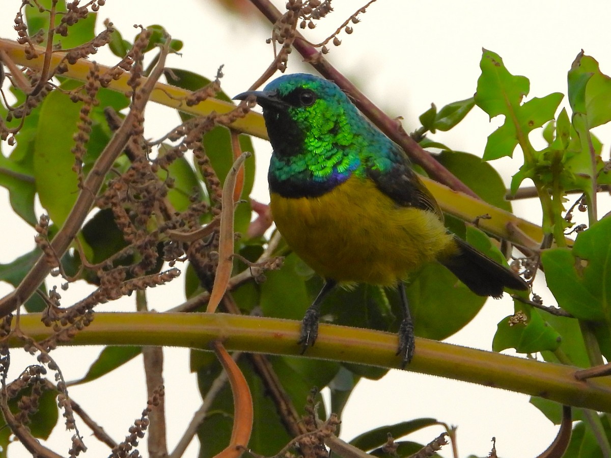 Collared Sunbird - ML645641436