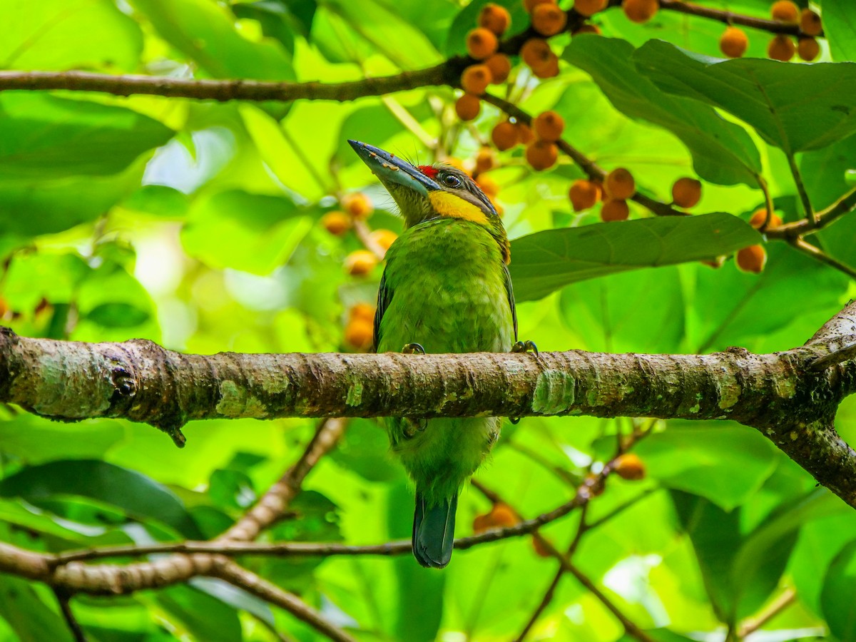 Gold-whiskered Barbet - ML645641444