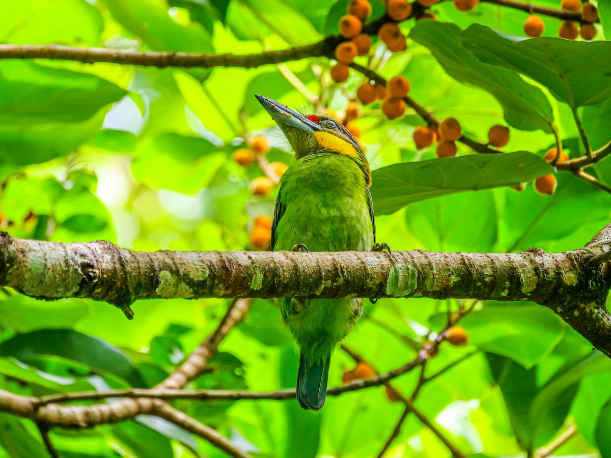 Gold-whiskered Barbet - ML645641445