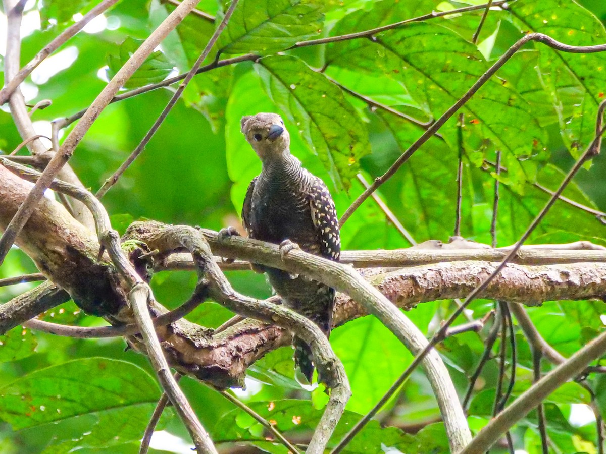 ヒメカレハゲラ - ML645641451