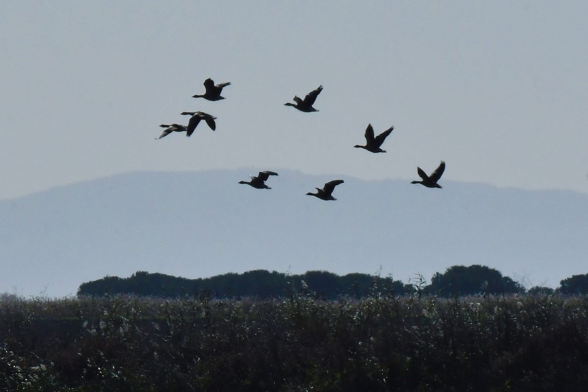 אווז אפור - ML645641454