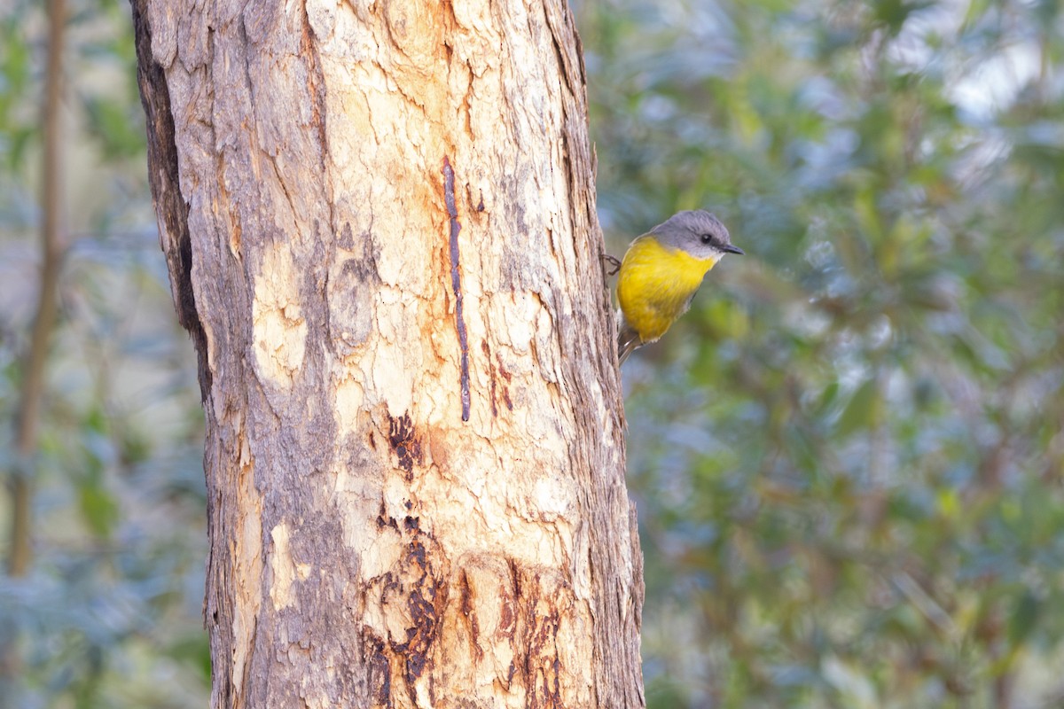 Eastern Yellow Robin - ML645641464