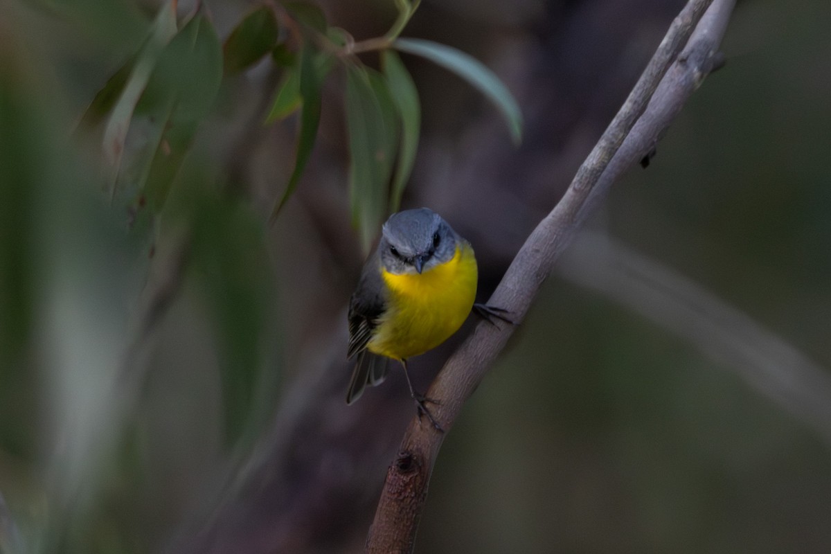 Eastern Yellow Robin - ML645641466