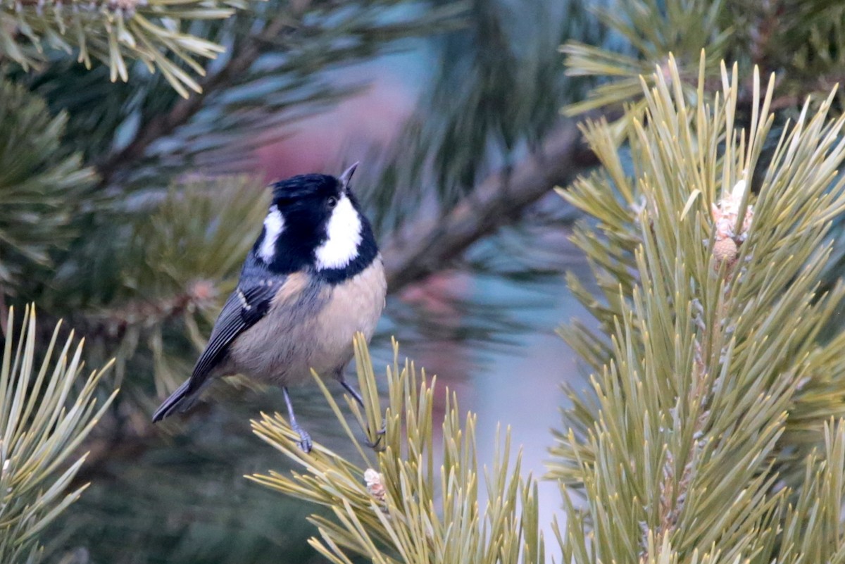 Coal Tit - ML645641467