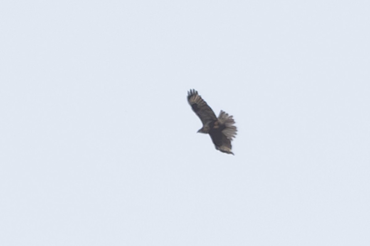 Eastern Buzzard - ML645641470