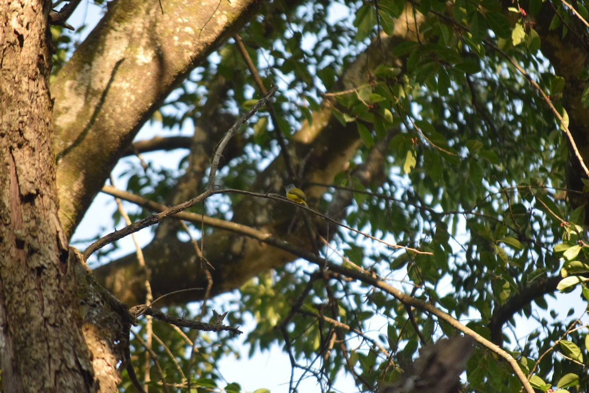 Сероголовая комароловка - ML645641475