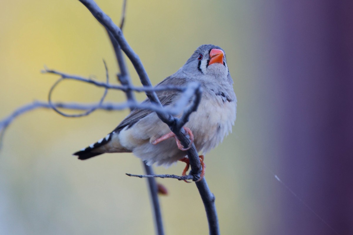 Diamant mandarin - ML645641490