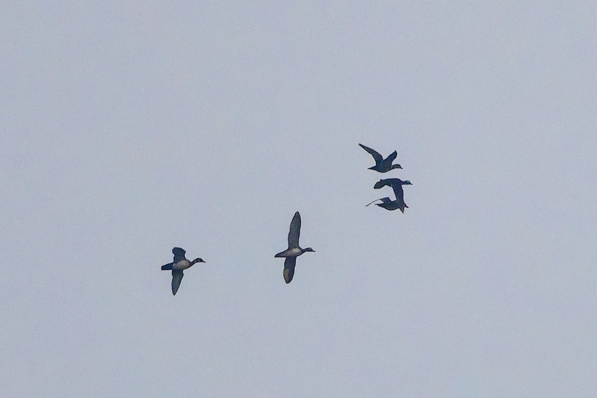 kachnička karolínská - ML645641492