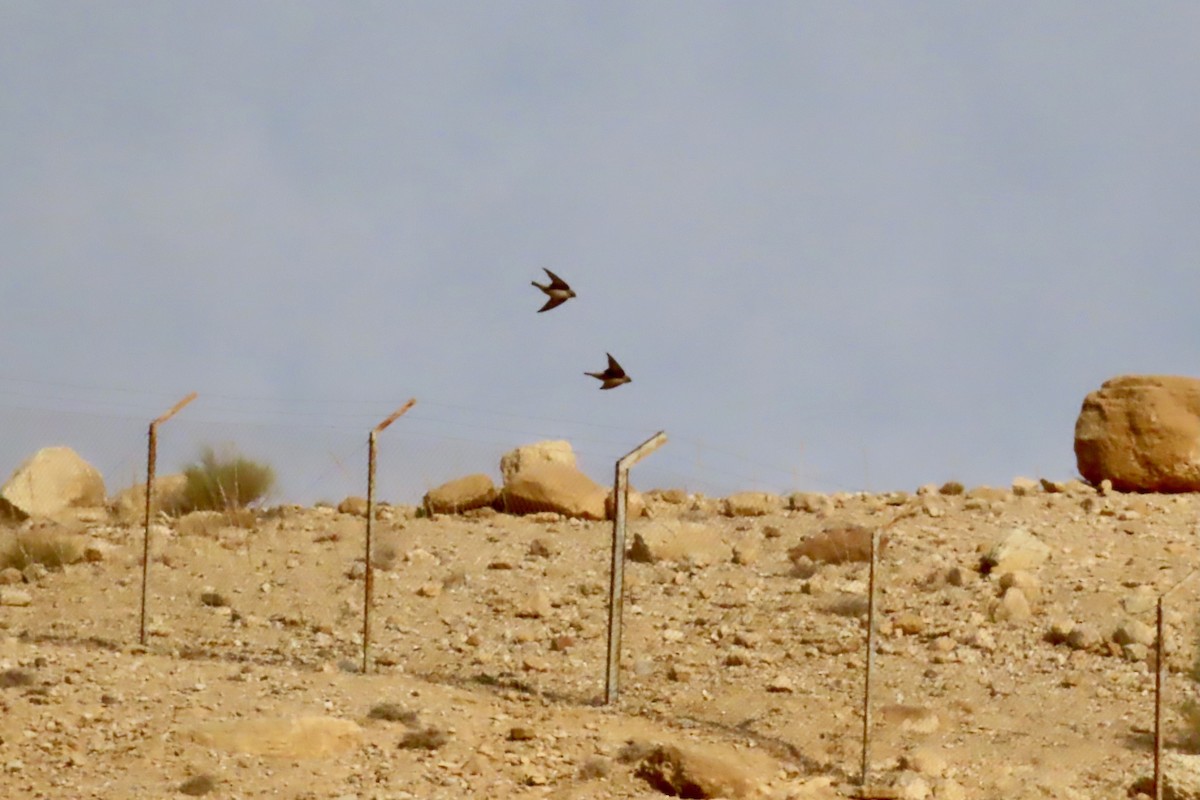 Eurasian Crag-Martin - ML645641498